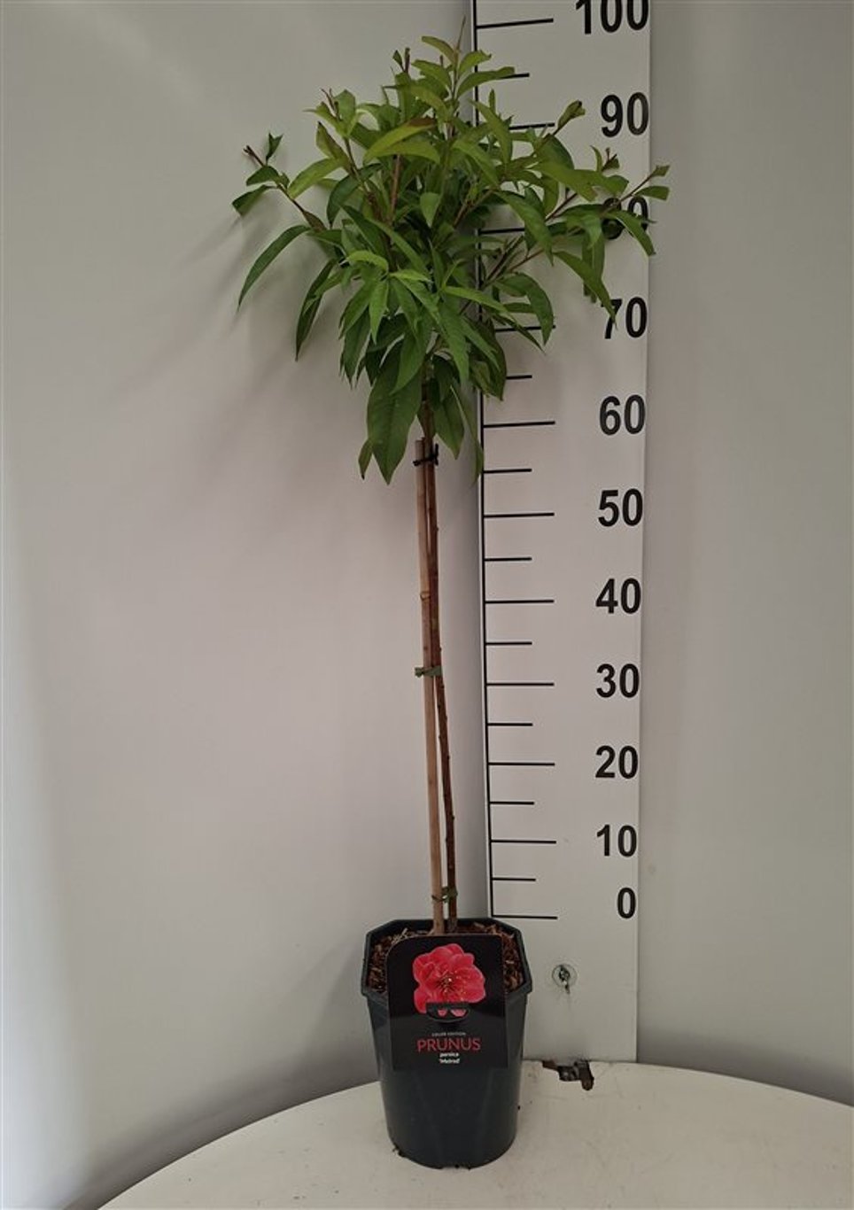 Prunus p. 'Melred' - 60 CM Stem C5 - 2yr Crown